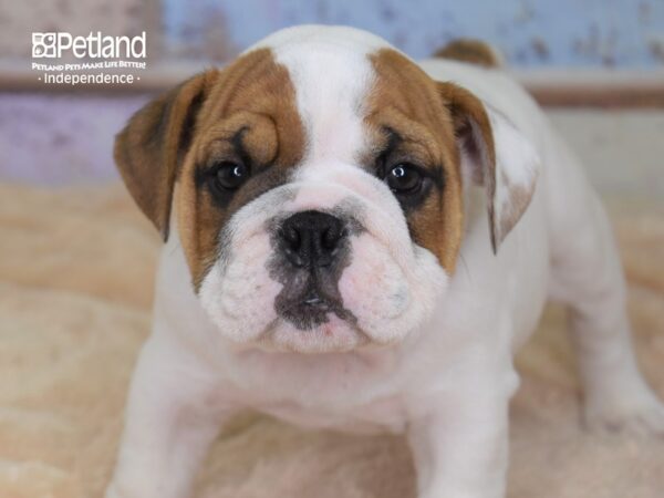 English Bulldog-DOG-Male-Red and White-3042-Petland Lee's Summit, MO