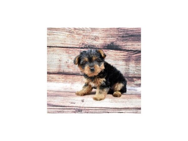Yorkshire Terrier-DOG-Male-Black and Tan-3033-Petland Lee's Summit, MO