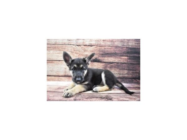 German Shepherd-DOG-Female-Black and Tan-3065-Petland Lee's Summit, MO
