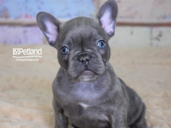 French Bulldog-DOG-Female-Blue Brindle-3053-Petland Lee's Summit, MO