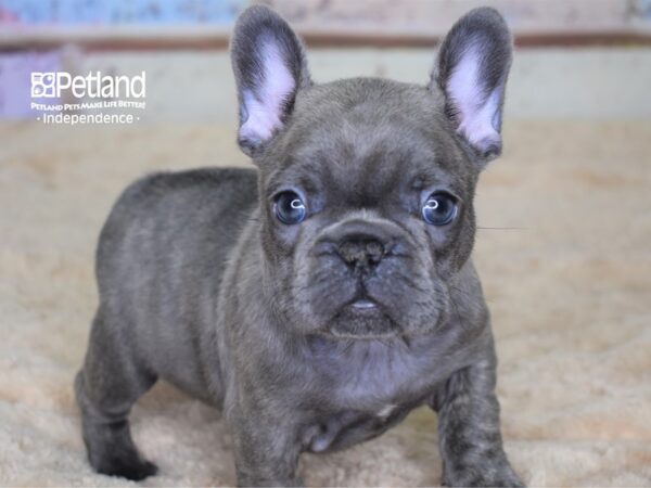 French Bulldog-DOG-Female-Blue Brindle-3054-Petland Lee's Summit, MO