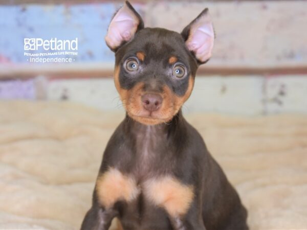 Miniature Pinscher-DOG-Male-Chocolate-3060-Petland Lee's Summit, MO