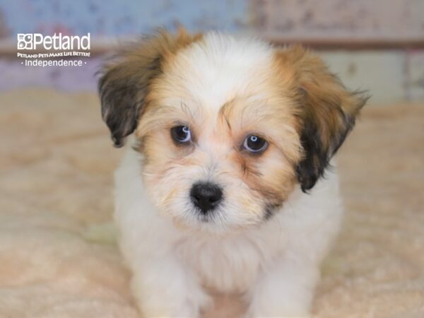 Teddy Bear-DOG-Male--3045-Petland Lee's Summit, MO