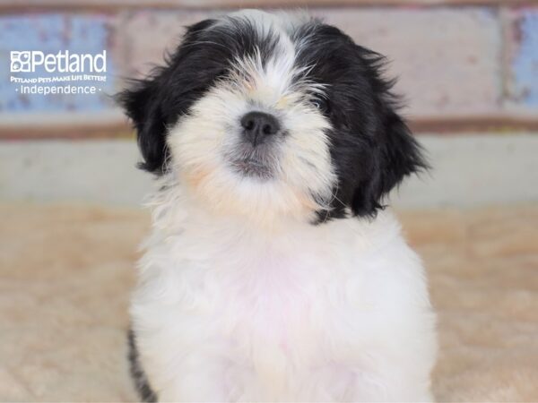 Teddy Bear-DOG-Female--3046-Petland Lee's Summit, MO