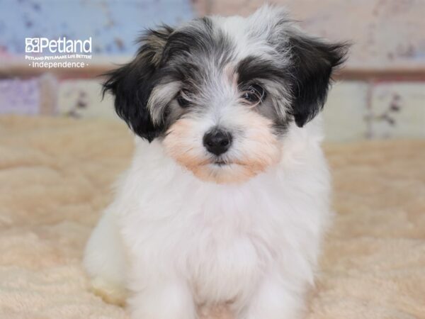 Maltipoo-DOG-Female--3044-Petland Lee's Summit, MO