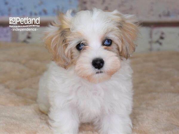 Maltipoo-DOG-Male--3043-Petland Lee's Summit, MO