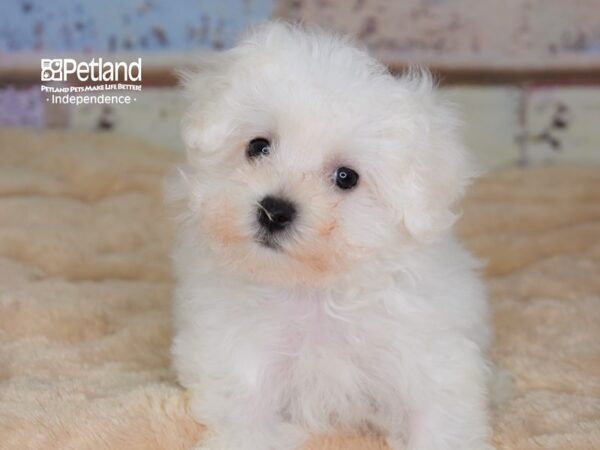 Maltichon-DOG-Female-White-3064-Petland Lee's Summit, MO