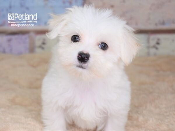 Maltese-DOG-Female--3050-Petland Lee's Summit, MO