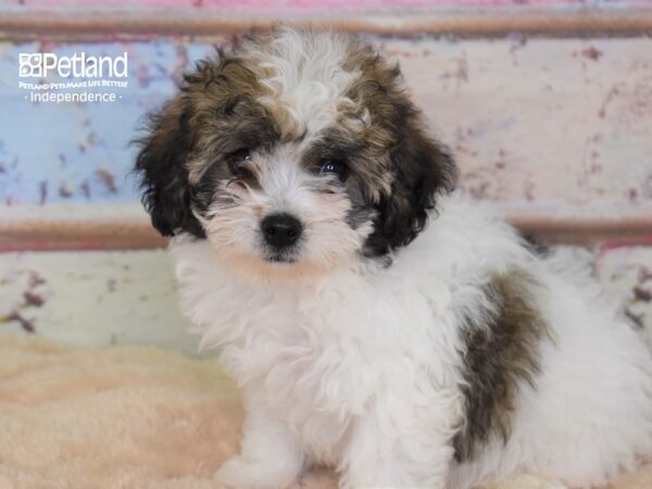 Morkie-Poo-DOG-Female-Black and White-3062-Petland Lee's Summit, MO