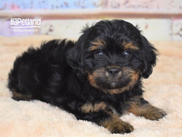Morkie-Poo-DOG-Male-Black and Tan-3061-Petland Lee's Summit, MO