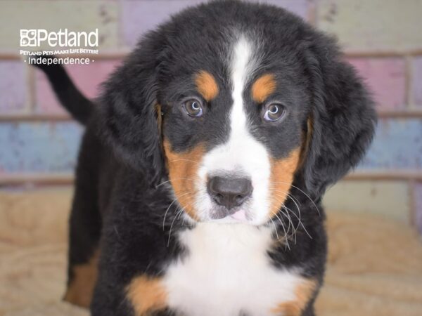 Bernese Mountain Dog-DOG-Female-Black and Rust-3055-Petland Lee's Summit, MO