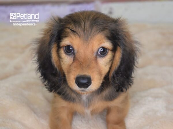 Dachshund-DOG-Female-Red-3057-Petland Lee's Summit, MO