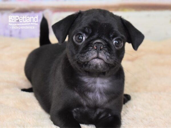 Pug-DOG-Female-Black-3056-Petland Lee's Summit, MO