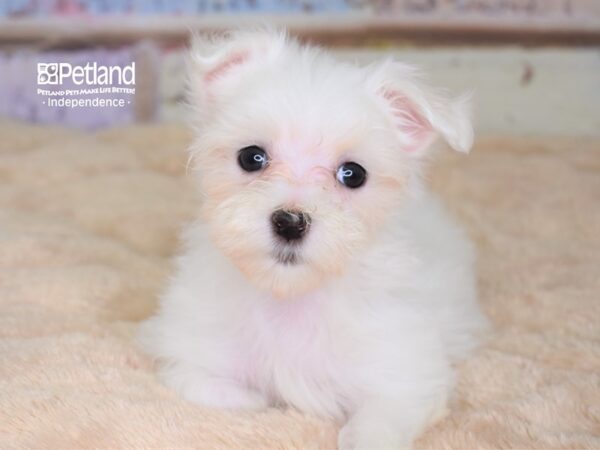 Maltese-DOG-Female--3048-Petland Lee's Summit, MO