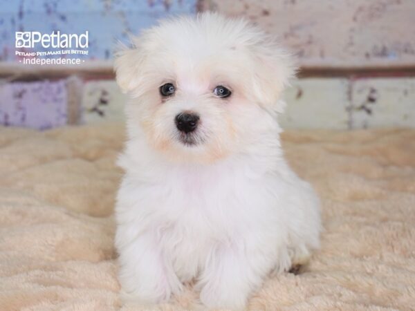 Maltese-DOG-Male--3049-Petland Lee's Summit, MO