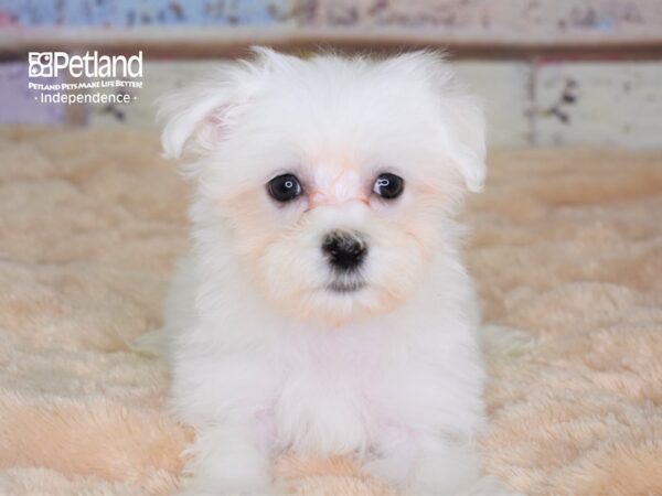 Maltese-DOG-Male--3047-Petland Lee's Summit, MO
