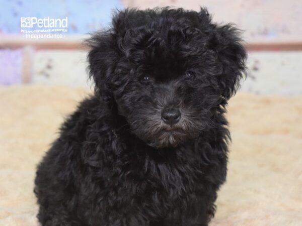 Havapoo-DOG-Female-Black-3068-Petland Lee's Summit, MO