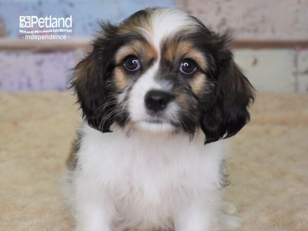 Havalier-DOG-Female-Brown & White-3070-Petland Lee's Summit, MO