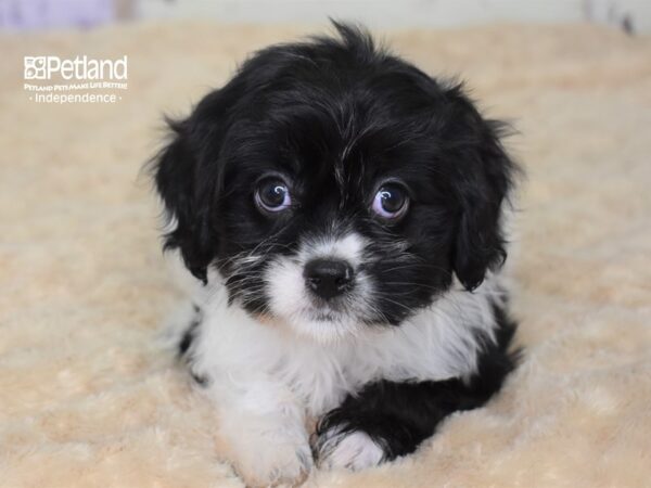 Havalier-DOG-Male-Black & White-3069-Petland Lee's Summit, MO