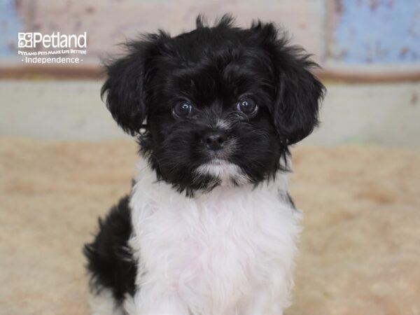 Havalier-DOG-Female-Black & White-3071-Petland Lee's Summit, MO