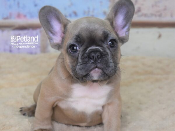 French Bulldog-DOG-Female-Blue Fawn-3073-Petland Lee's Summit, MO
