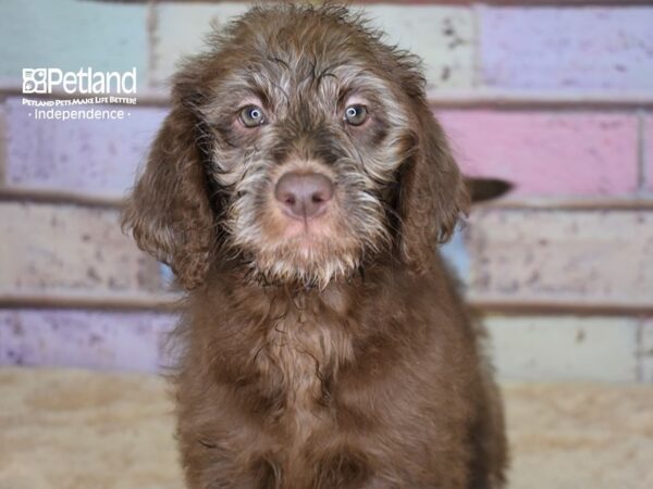 Labradoodle-DOG-Female-Chocolate-3074-Petland Lee's Summit, MO