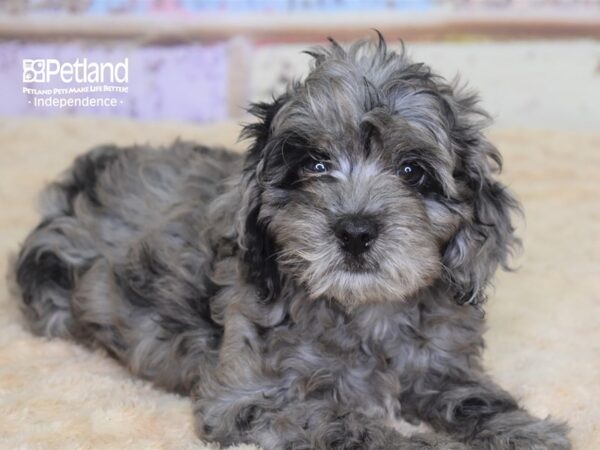 Cockapoo 2nd gen-DOG-Female-Blue Roan-3075-Petland Lee's Summit, MO
