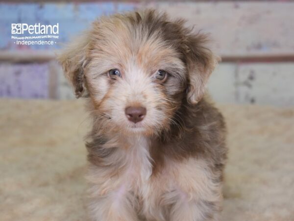 Miniature Aussiedoodle-DOG-Female-Red Merle-3081-Petland Lee's Summit, MO