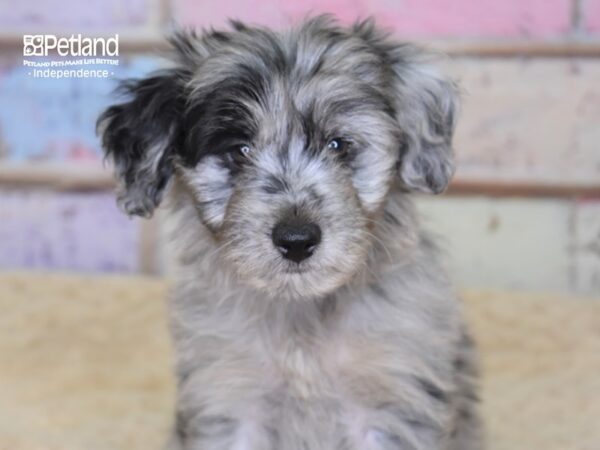 Miniature Aussiedoodle-DOG-Female-Blue Merle-3080-Petland Lee's Summit, MO