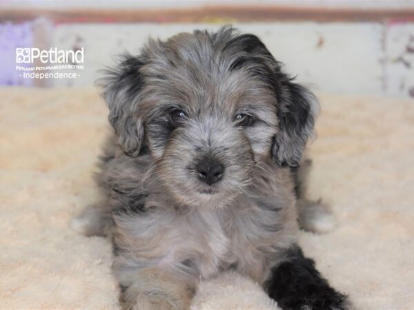 Miniature Aussiedoodle-DOG-Female-Blue Merle-3079-Petland Lee's Summit, MO
