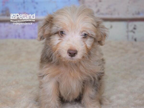 Miniature Aussiedoodle-DOG-Female-Red Merle-3082-Petland Lee's Summit, MO