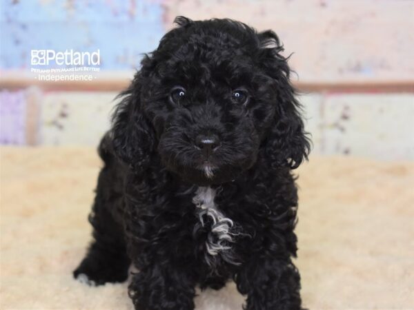 Cockapoo 2nd gen-DOG-Female-Black-3078-Petland Lee's Summit, MO