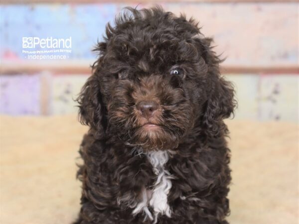 Cockapoo 2nd gen-DOG-Female-Chocolate-3077-Petland Lee's Summit, MO