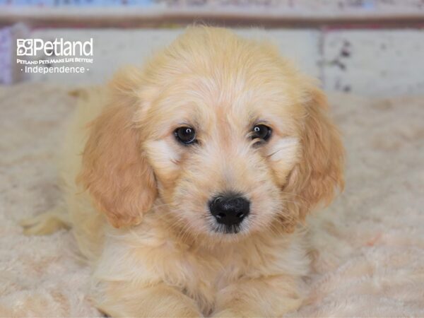 Miniature Goldendoodle-DOG-Male-Golden-3083-Petland Lee's Summit, MO
