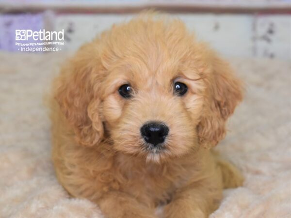 Miniature Goldendoodle-DOG-Female-Golden-3084-Petland Lee's Summit, MO