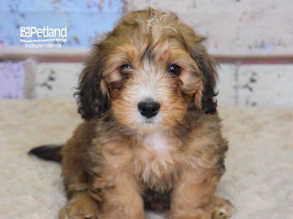 Miniature Bernadoodle-DOG-Male--3085-Petland Lee's Summit, MO
