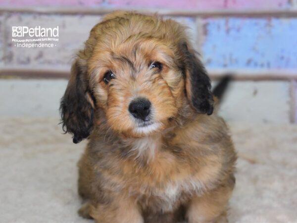 Miniature Bernadoodle-DOG-Female--3086-Petland Lee's Summit, MO