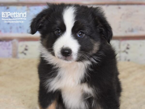 Miniature Australian Shepherd-DOG-Male-Black Tri-3100-Petland Lee's Summit, MO
