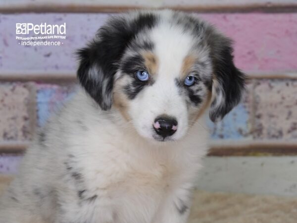 Miniature Australian Shepherd-DOG-Male-Blue Merle-3101-Petland Lee's Summit, MO