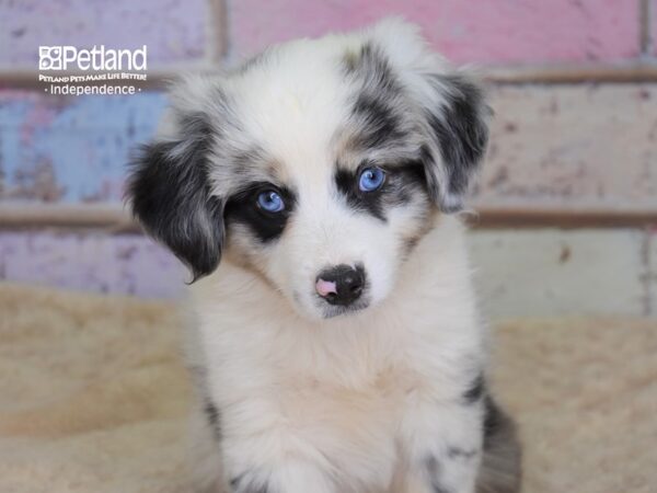 Miniature Australian Shepherd-DOG-Male-Blue Merle-3102-Petland Lee's Summit, MO