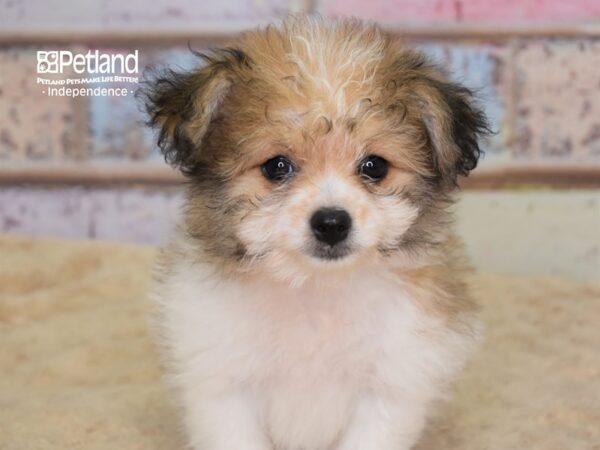 Pom-A-Poo-DOG-Female-Sable & White-3099-Petland Lee's Summit, MO