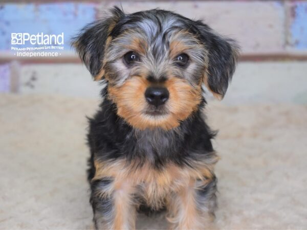 Yorkshire Terrier-DOG-Male-Black & Tan-3098-Petland Lee's Summit, MO
