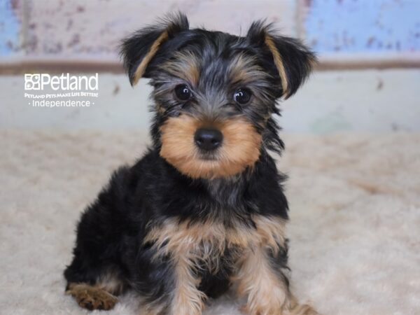 Yorkshire Terrier-DOG-Male-Black & Tan-3097-Petland Lee's Summit, MO