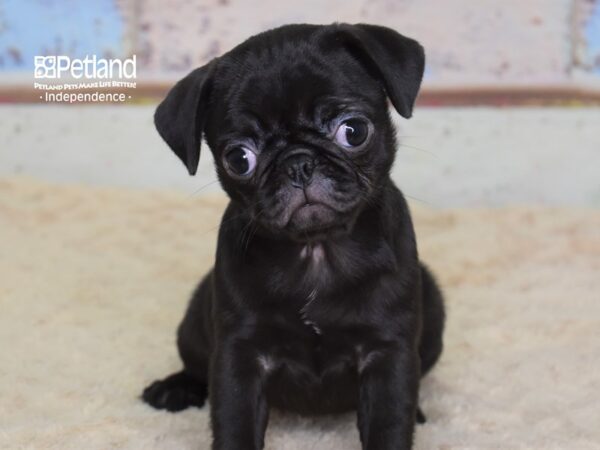 Pug-DOG-Female-Black-3105-Petland Lee's Summit, MO