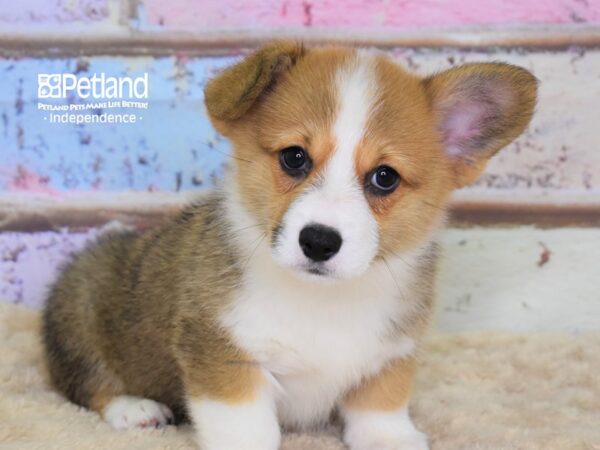 Pembroke Welsh Corgi-DOG-Female-Sable-3104-Petland Lee's Summit, MO