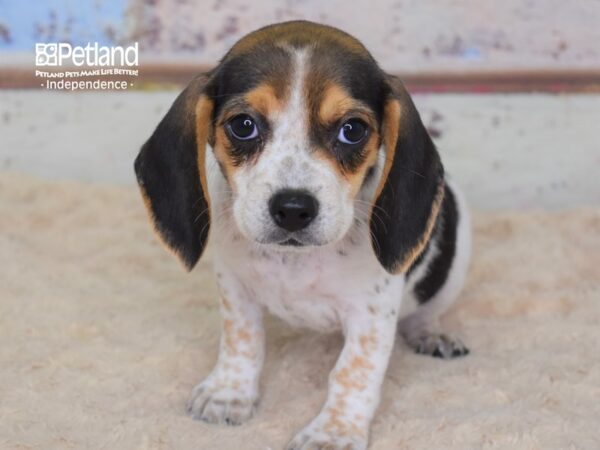 Beagle-DOG-Female-Black Tan and Red Ticked-3103-Petland Lee's Summit, MO