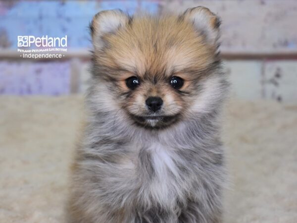 Pomeranian-DOG-Female-Orange Sable-3108-Petland Lee's Summit, MO