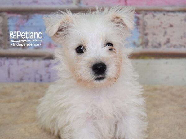 West Highland White Terrier-DOG-Male-White-3107-Petland Lee's Summit, MO
