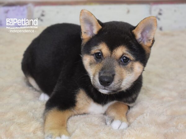 Shiba Inu-DOG-Female-Black and Tan-3106-Petland Lee's Summit, MO