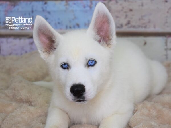 Siberian Husky-DOG-Female-White-3088-Petland Lee's Summit, MO
